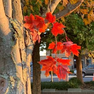 Meet your Posher, Ellie